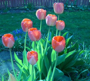 Hello, spring. Hello, my tulips. Hello, weeds.