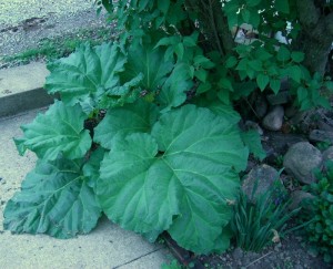 Dass some huge yummy rhubarb.