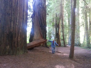 The Thriller with his Gandalf walking stick, next to a fallen redwood fragment